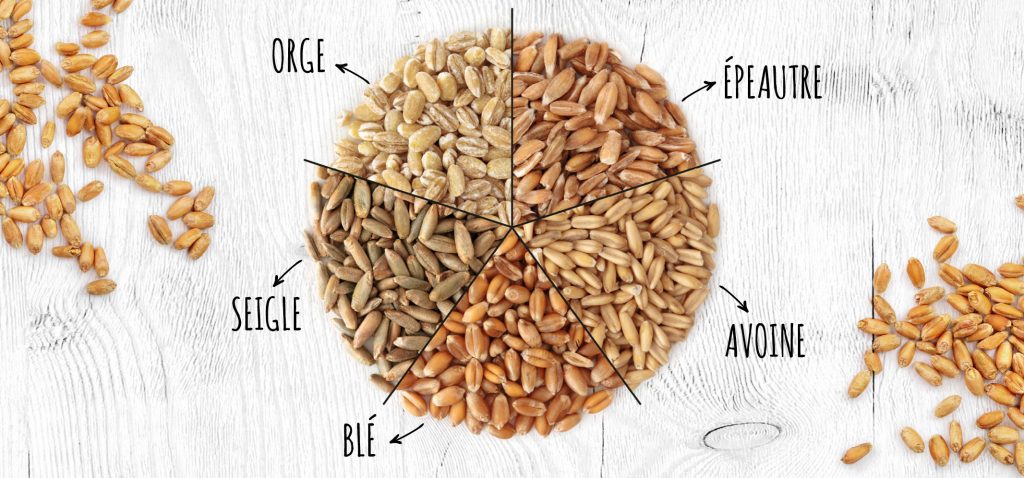 Le blé, l'épautre, le seigle, et l'orge, ainsi que l'avoine contiennent du gluten