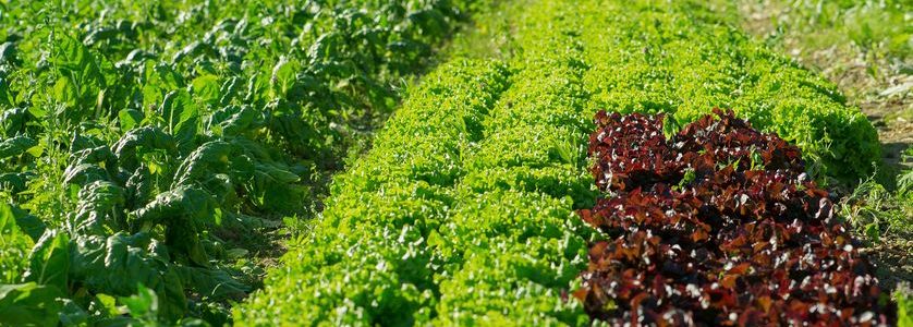 L'Agriculture biologique : la volonté de mieux manger.