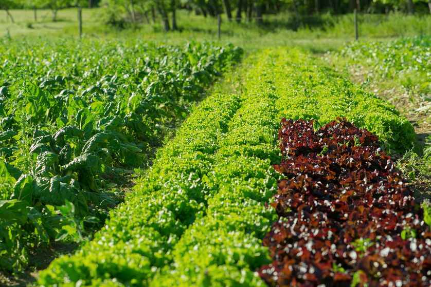 L'Agriculture biologique : la volonté de mieux manger.