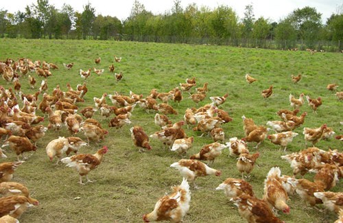 Breeding of organic chickens in the open air. 