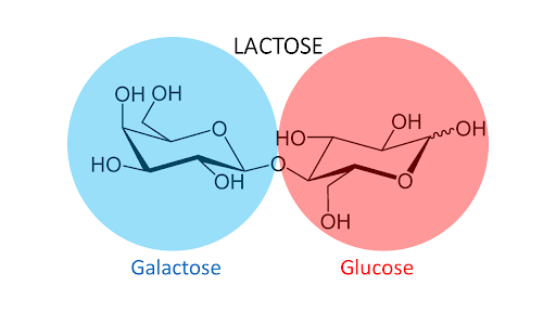 Le galactose et le glucose donne le lactose