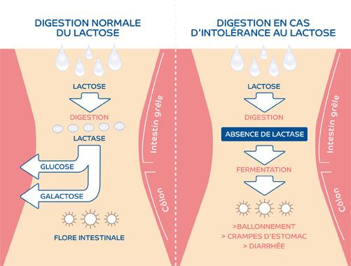 Digestion du lactose chez l'Homme