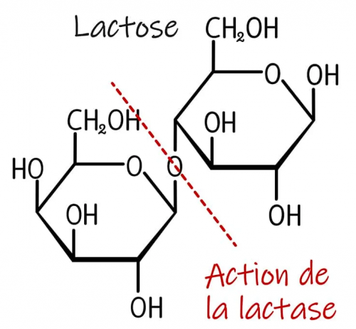 Action de la lactase sur le lactose